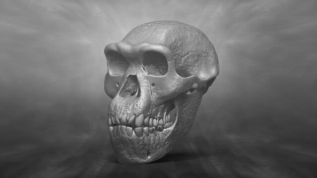 3D Recreation of Skull of Homo Erectus Dmanisi