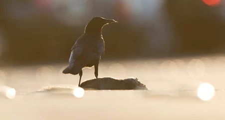 Foto op Plexiglas Amerikaanse Kraai, American Crow, Corvus brachyrhynchos  © AGAMI