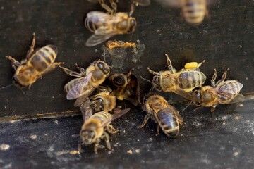 bee returning to his beehive in detail