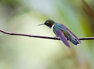 Merida-zonnekolibrie, Amethyst-throated Sunangel, Heliangelus amethysticollis