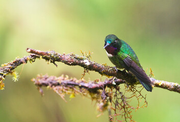 Merida-zonnekolibrie, Amethyst-throated Sunangel, Heliangelus amethysticollis