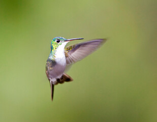 Andesamazilia, Andean Emerald, Amazilia franciae