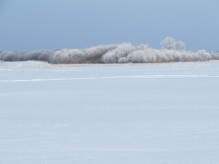 snow covered trees in winter