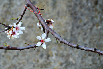 spring blooming tree branch on concrete wall background