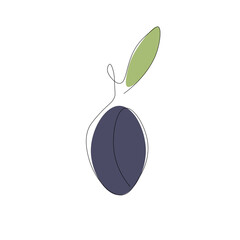 Plum fruit on white background, vector illustration