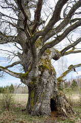 Old sipu oak with a cavity, Rumba, Latvia