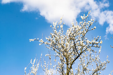 Branches of blossoming spring tree with tiny flowers against blue sky outdoors.