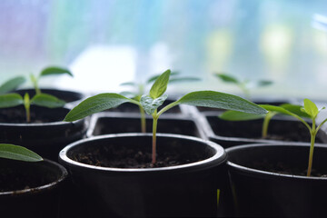 gardening, young seedlings, pepper sprouts in cups on the windowsill. paprika seedlings. Young seedling of pepper in a plastic tray. Shallow depth of field