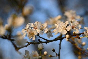 White cherry blossom in spring. Background of beautiful white cherry blossom. Cherry tree in white flowers. Blurring background.