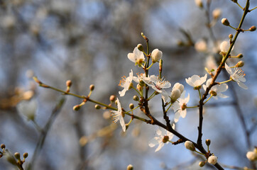 White cherry blossom in spring. Background of beautiful white cherry blossom. Cherry tree in white flowers. Blurring background.
