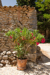 Mediterranean impression with oleander