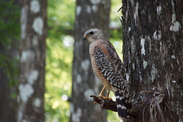 Hawk