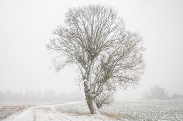 Fototapeta premium Tree in snowy winter day, Latvia