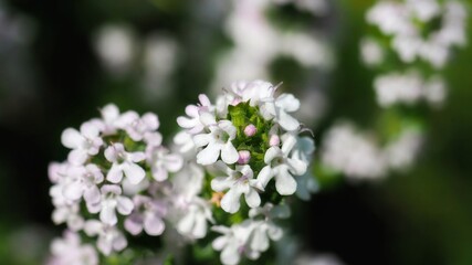 Close up of little white flowers in the meadow