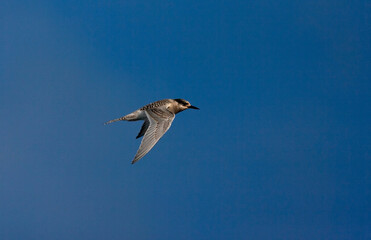 Antarctische Stern, Antarctic Tern, Sterna vittata