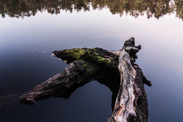 Root of tree in water