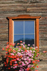 Fototapeta na wymiar Flowers in front of window