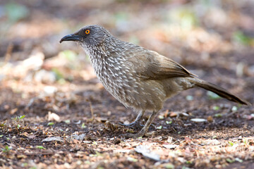 Pijlpuntbabbelaar, Arrow-marked Babbler, Turdoides jardineii