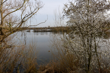 Aubépine, Crataegus monogyna, Lac , hiver, espace naturel protégé, Viry Châtillon, 91 ,Essonne,
