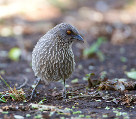 Pijlpuntbabbelaar, Arrow-marked Babbler, Turdoides jardineii