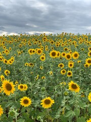 Obraz premium Campo de girassol em dia nublado