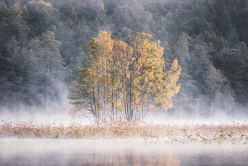 Island with trees on a still and foggy lake