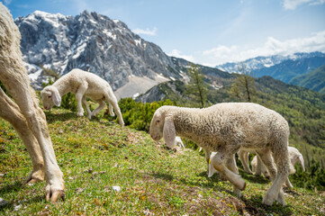 Fototapeta premium Flock of sheep grazing on alpine meadow surrounded with mountains.