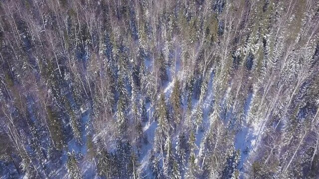 Top view of dense pine forest in winter. Clip. Beautiful view from height of pine winter forest on sunny day. Wild forest on sunny winter day