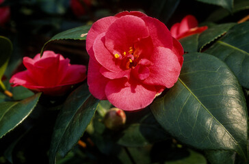 Cam&eacute;lia, Cam&eacute;lia japonica 'Latifolia',.cam&eacute;lia 'Latifolia'