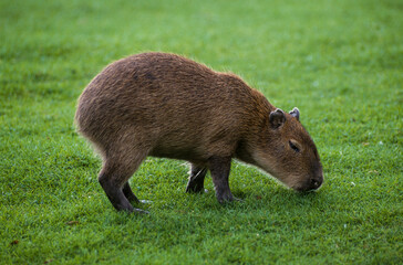 Capybara, Cochon d'eau, Hydrochoerus hydrochaeris