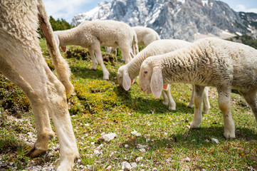 Obraz na płótnie Canvas Flock of sheep grazing on alpine meadow surrounded with mountains.