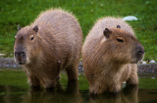 Capybara, Cochon d'eau, Hydrochoerus hydrochaeris
