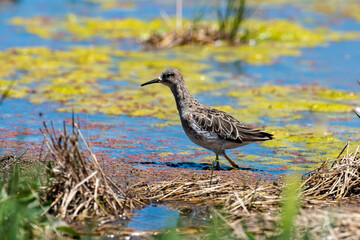 chevalier combattant, Combattant varié, Philomachus pugnax