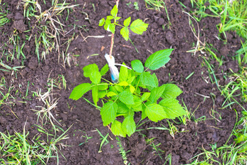 Young raspberry seedling in the ground, top view.Planting plants in the garden in autumn