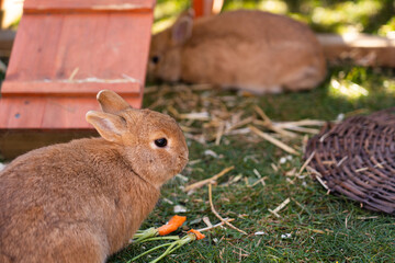 Two dwarf rabbits in rabbit hutch on a meadow, in the foreground a dwarf rabbit with a carrot