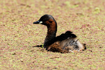 Grèbe castagneux,.Tachybaptus ruficollis, Little Grebe