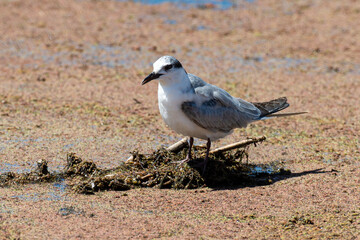 Guifette moustac,. nid, Chlidonias hybrida,  Whiskered Tern
