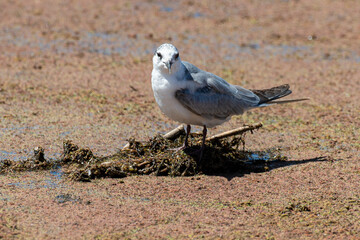 Guifette moustac,. nid, Chlidonias hybrida,  Whiskered Tern