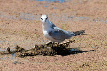 Guifette moustac,. nid, Chlidonias hybrida,  Whiskered Tern