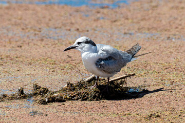 Guifette moustac,. nid, Chlidonias hybrida,  Whiskered Tern