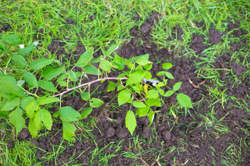 Young raspberry seedling in the ground, top view.Planting plants in the garden in autumn