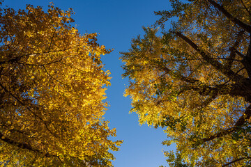 横浜山下公園　紅葉の銀杏並木