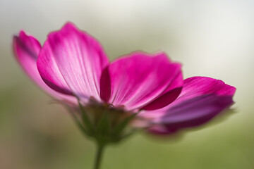 Fototapeta na wymiar isolated pink wild flower petals