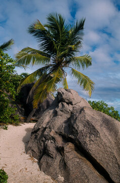 Cocotier, cocos nucifera, Rochers granitiques, Ile de la Dighe, Seychelles
