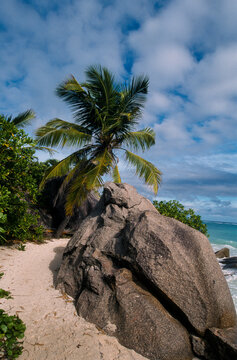 Cocotier, cocos nucifera, Rochers granitiques, Ile de la Dighe, Seychelles