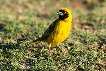 Tisserin intermédiaire,.Ploceus intermedius, Lesser Masked Weaver