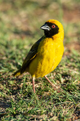 Tisserin intermédiaire,.Ploceus intermedius, Lesser Masked Weaver