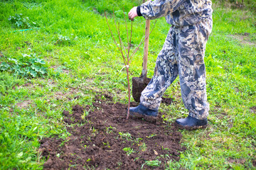 The gardener plants a young fruit tree sapling in the soil in the garden in autumn. Plant cultivation