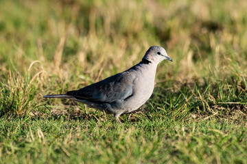 Tourterelle du Cap,.Streptopelia capicola, Ring necked Dove