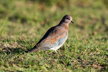 Tourterelle maillée,.Spilopelia senegalensis, Laughing Dove